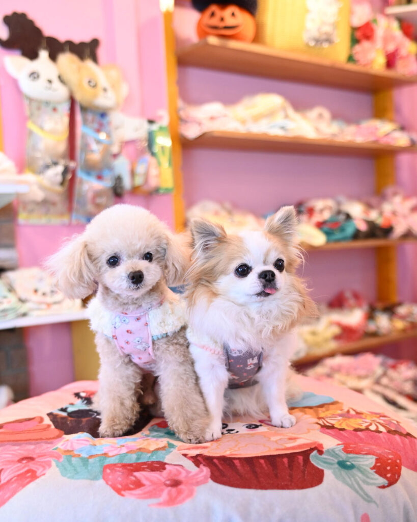 予約受付中☆ガーリー ワンピース☆ | J&K animals