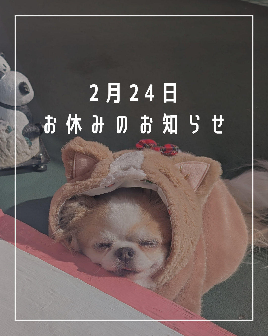 🐾2/24 お休みのお知らせ🐾⁡⁡ | J&K animals