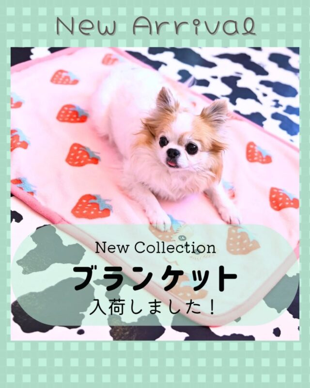 予約受付中☆メイちゃんシャツワンピース☆ | J&K animals