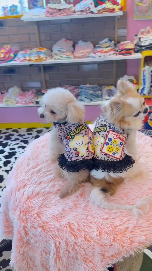 ワンちゃんグッズ専門店 J&K animals