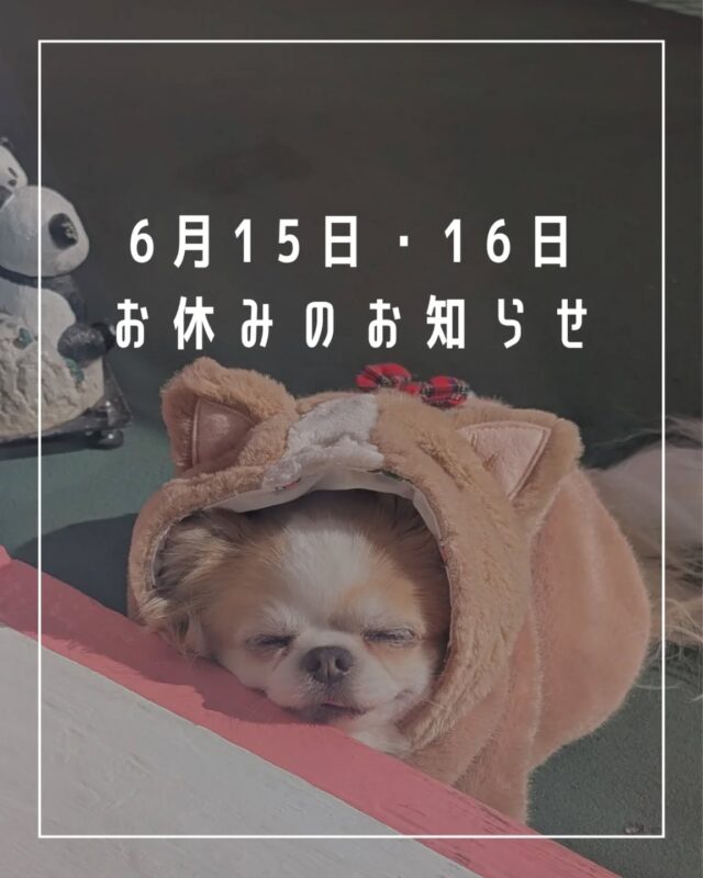 J＆K animals　はるちゃんワンピース　限定販売　廃盤　３ＳーＬ　入手困難 ワンちゃんグッズ専門店 J&K animals